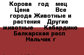 Корова 1 год 4 мец › Цена ­ 27 000 - Все города Животные и растения » Другие животные   . Кабардино-Балкарская респ.,Нальчик г.
